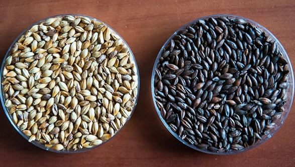 Відмінність темного пива від світлого основна відмінність